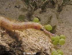 Sunset dive, shot of pipe fish with new sensor equipped f... by Alex Lim 